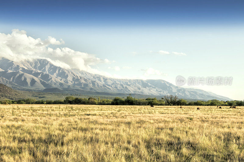 牲畜田，在潮湿的Pampa, Córdoba，阿根廷优良的天然牧场。